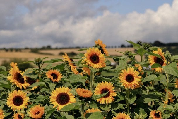 Погода в Україні 29 серпня: хмарно, без опадів, вдень до +28°
