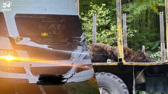 На Львівщині вантажівка збила й вбила 700-кілограмового зубра з Червоної книги
