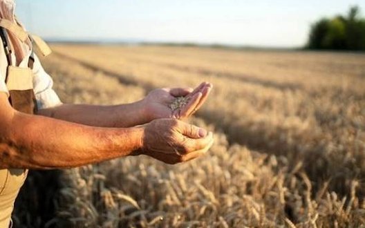 ЄС готує особливі умови вступу для України: аграрний ринок і субсидії можуть обмежити