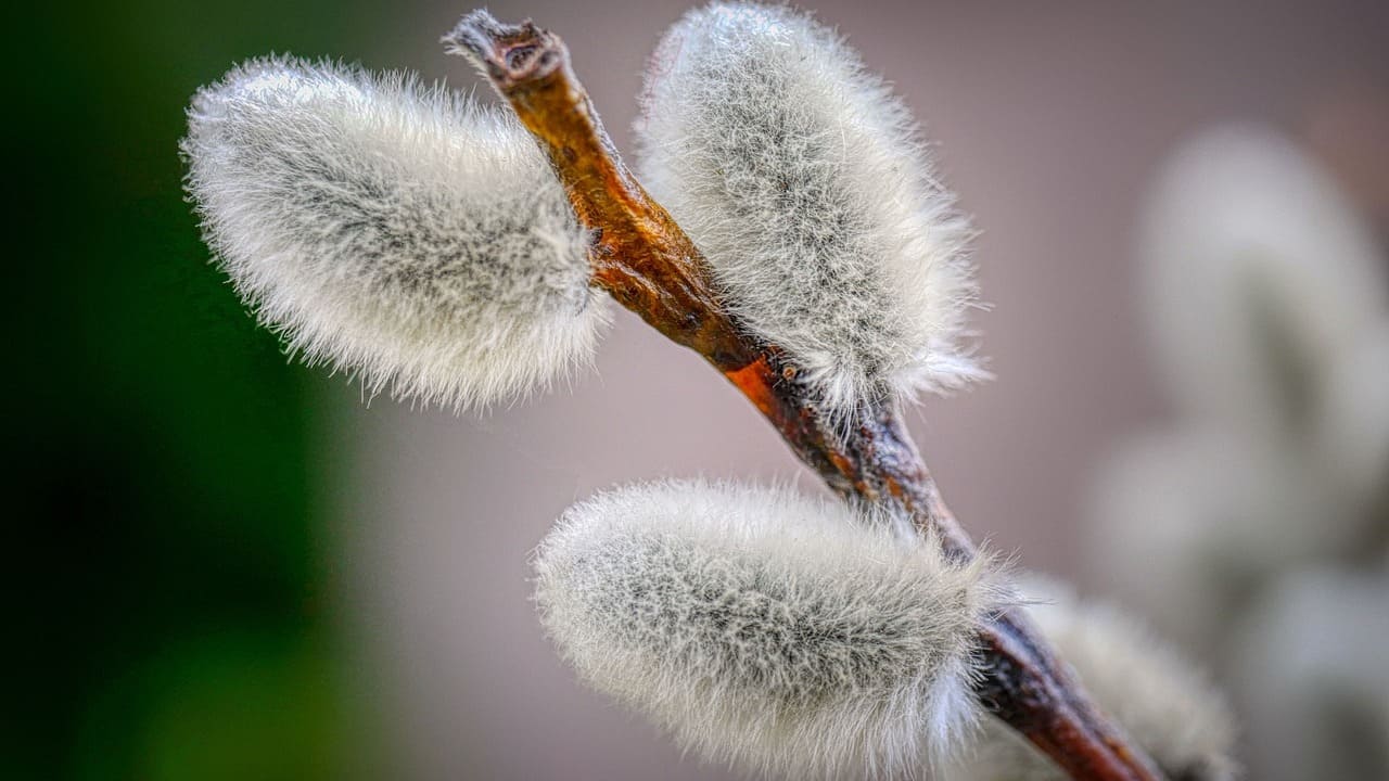 Вербна неділя 2026: коли святкують, традиції та народні звичаї