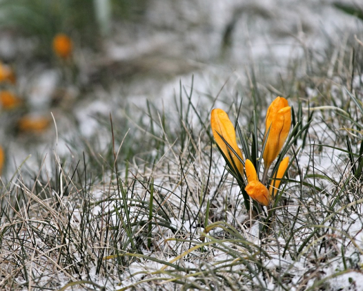 Похолодання в Україні: після Вербної неділі температура опускатиметься до мінусу