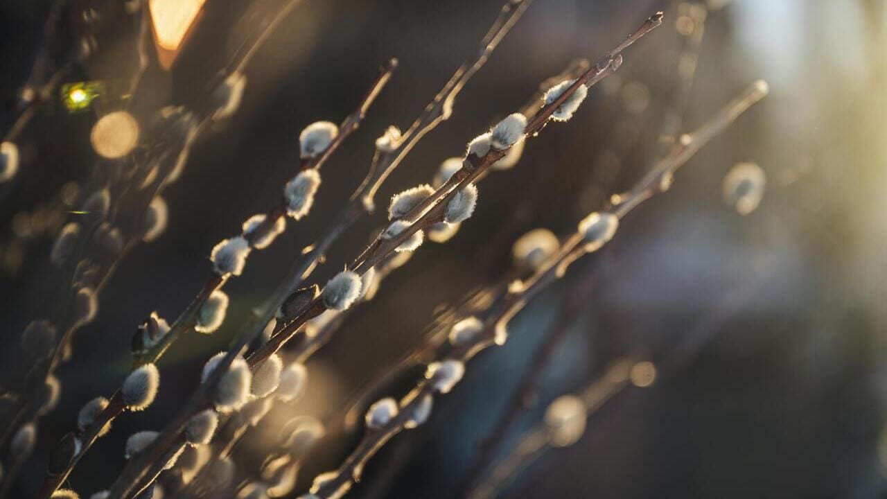 Лазарева субота і Вербна неділя 2026: традиції та значення свят