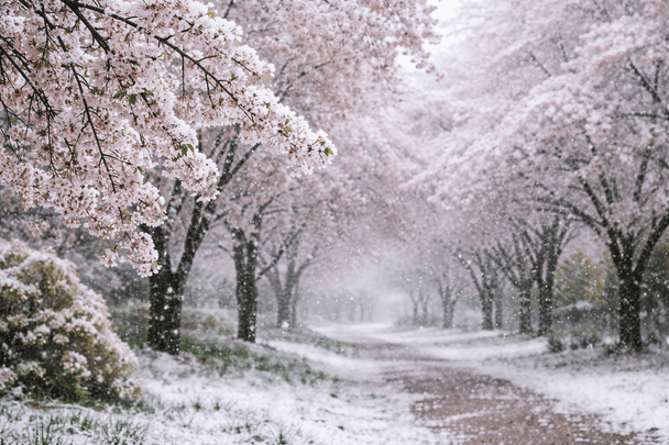 На Україну насуваються заморозки та мокрий сніг наприкінці квітня