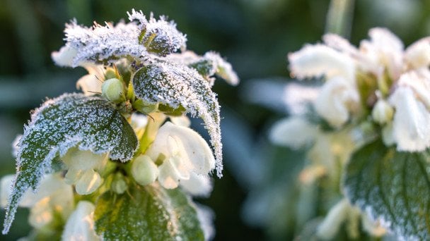 Погода 28 квітня: аномальні нічні морози до -4°C та пориви вітру на сході