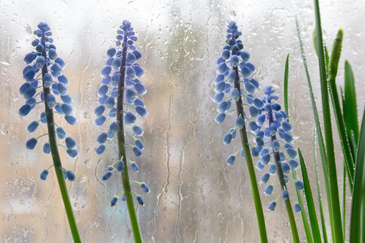 Погода в Україні 30 квітня: заморозки вночі та дощі — синоптики