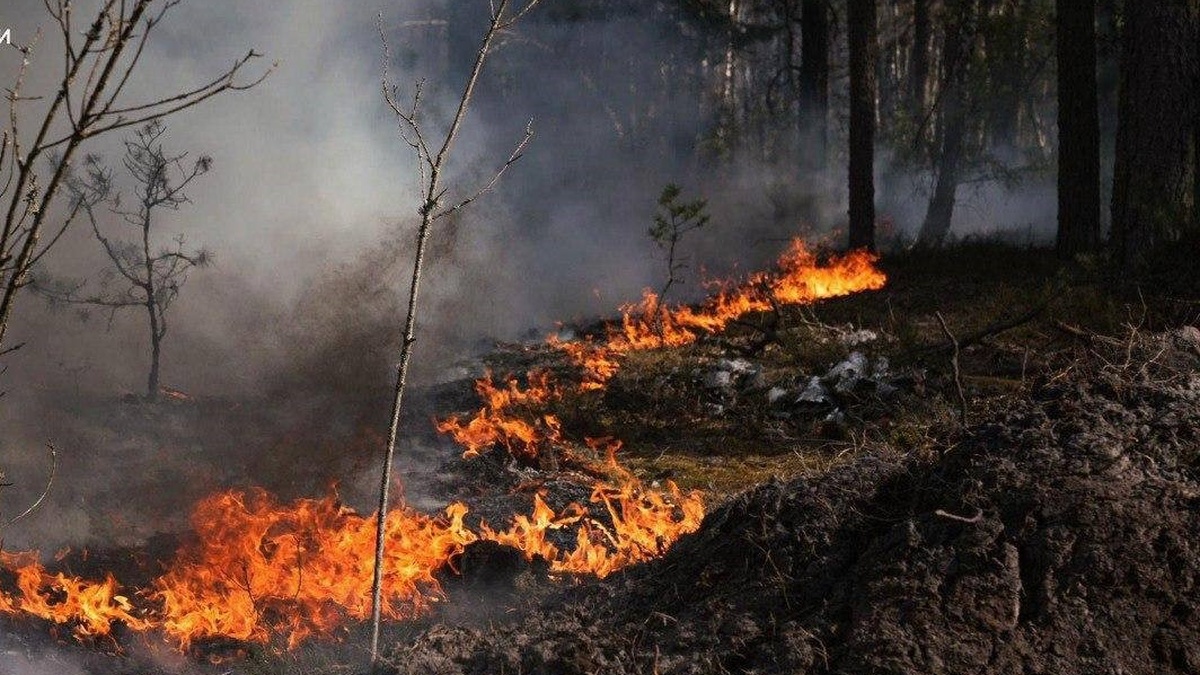 Пожежа в Чорнобильській зоні відчуження охопила понад 1100 гектарів лісу