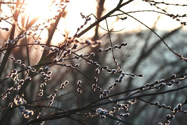 В Україну йде весняне тепло: синоптики прогнозують до +18° на тижні 9–15 березня