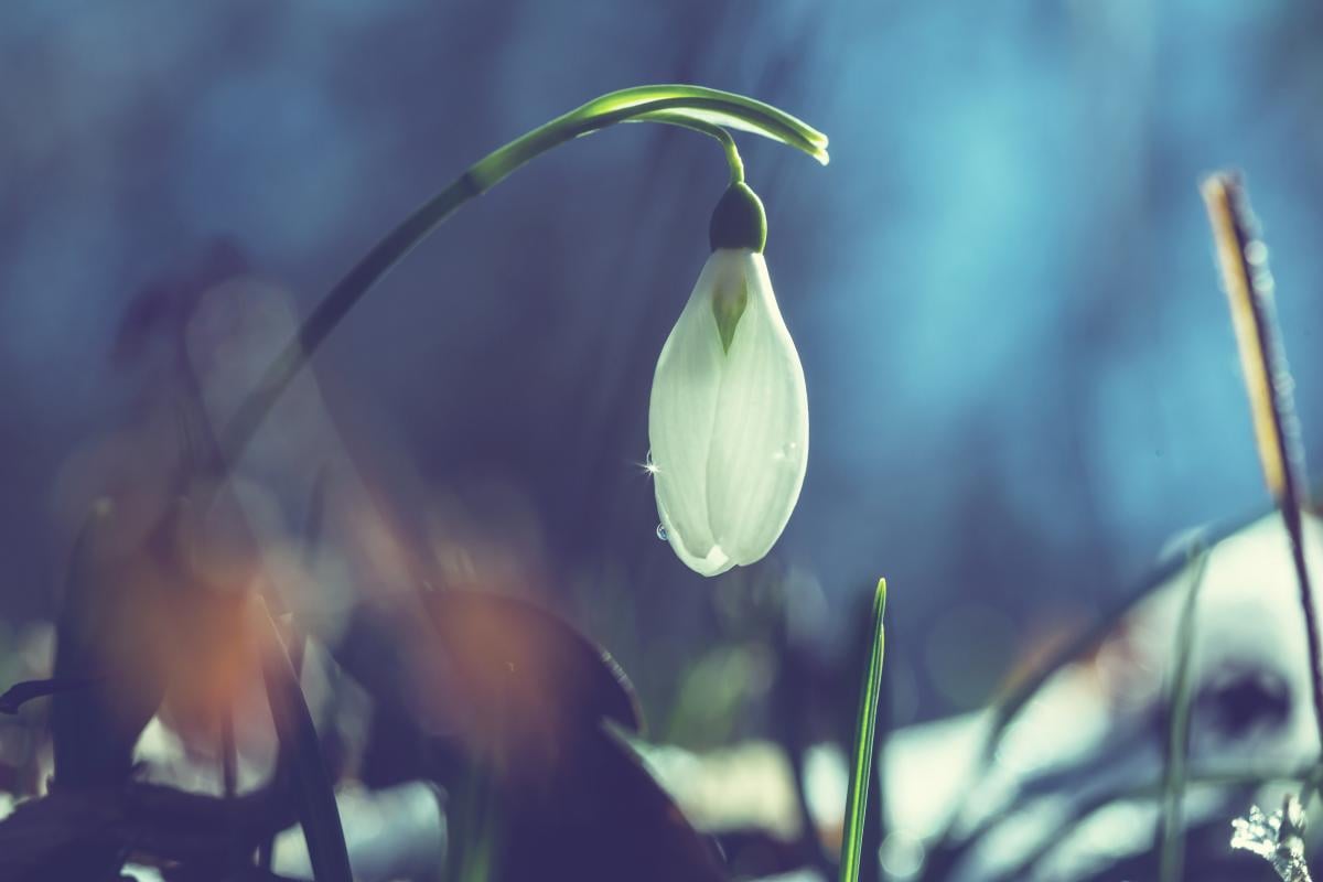 Погода в Україні 12 березня: тепло і сухо, до +17°C