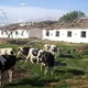 Росіяни атакували ферму на Сумщині: п'ятеро постраждалих, загинула худоба