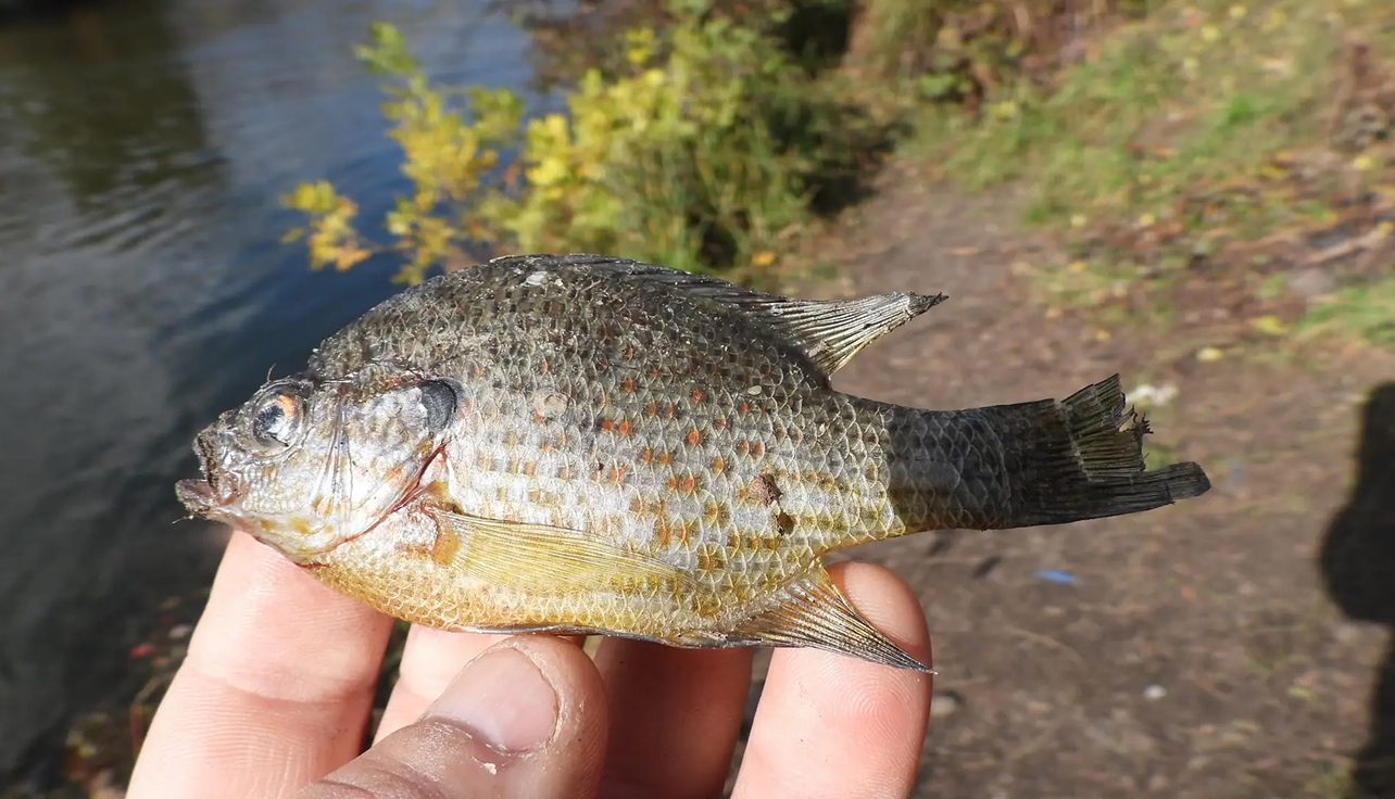 Окунь-піранья масово розмножується у водоймах Києва і витісняє місцеві риби