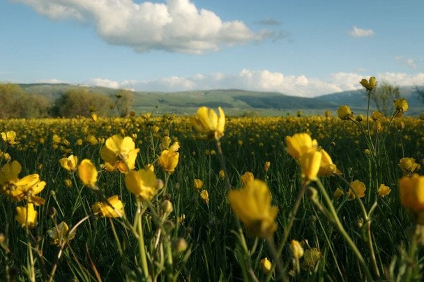 Синоптики прогнозують спеку до +36°C в Україні з середини липня